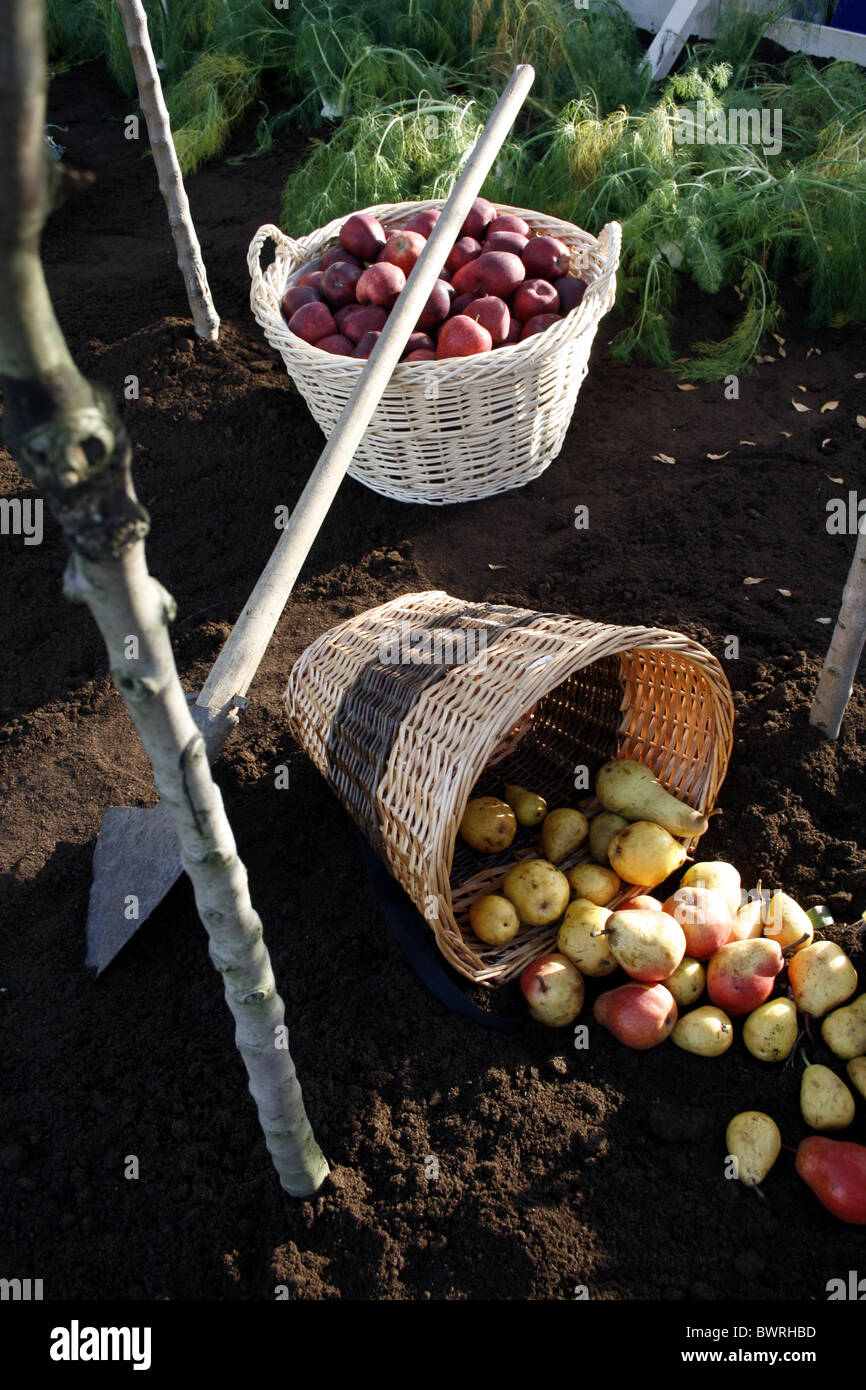basket full of fruit in orchard Stock Photo Alamy