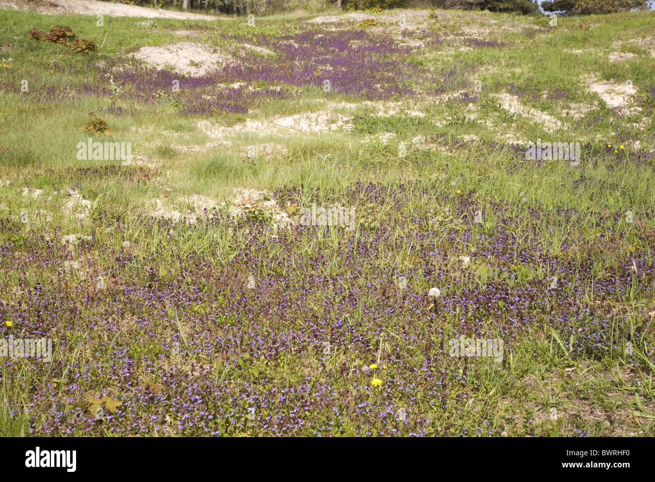Vegetation with numerous flowers of Ground-ivy (Glechoma hederacea) in the dunes of Burgh-Haamstede, Netherlands Stock Photo