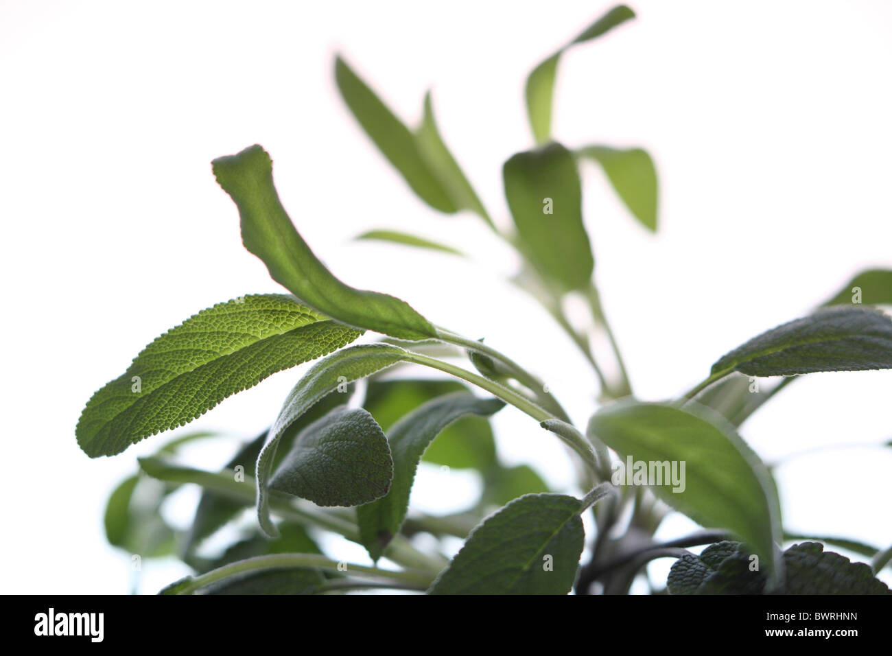 Sage, Salbei, salvia, leaf,leafs, detail, details, close-up Stock Photo