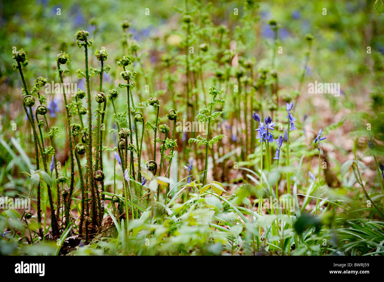 Woodland floor with ferns hi-res stock photography and images - Alamy