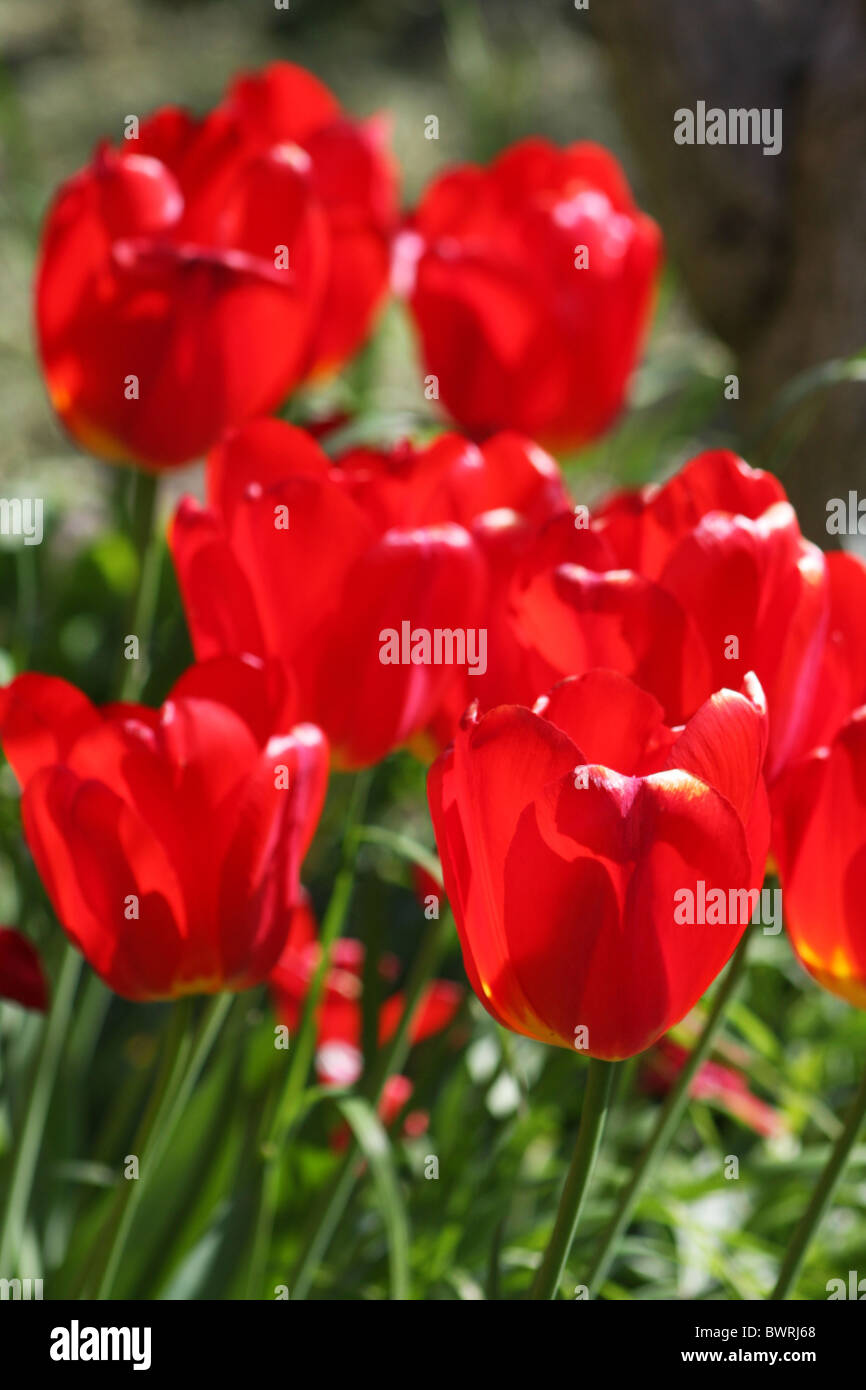Springtime Tulips Red Garden Tulips red flowering flower flowers blooming spring springtime ...
