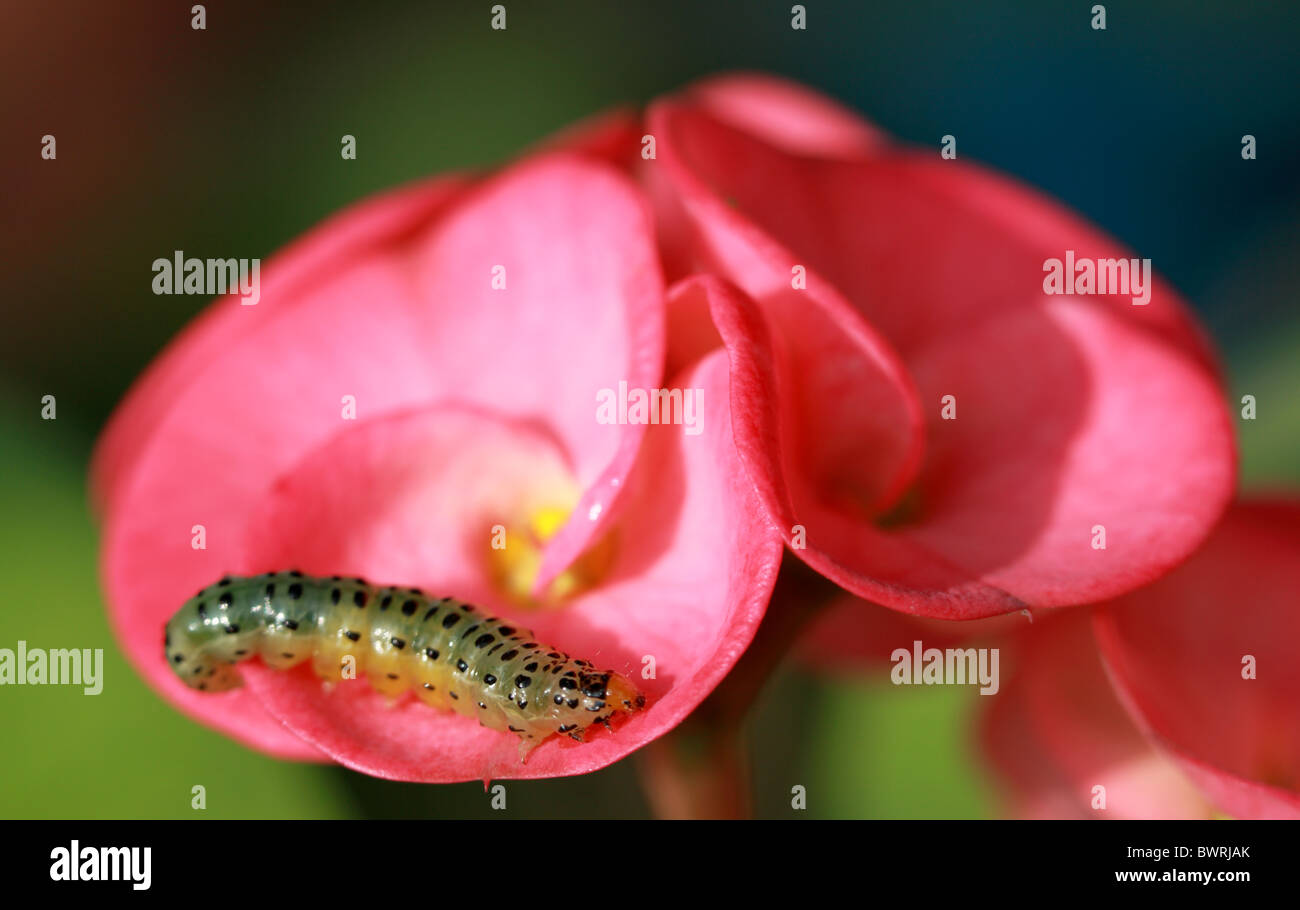 Caterpillar of india hi-res stock photography and images - Alamy
