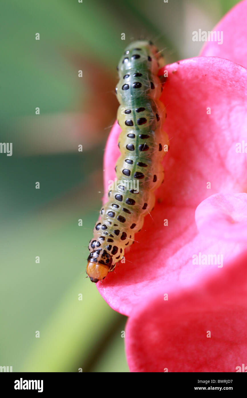 Caterpillar of india hires stock photography and images Alamy