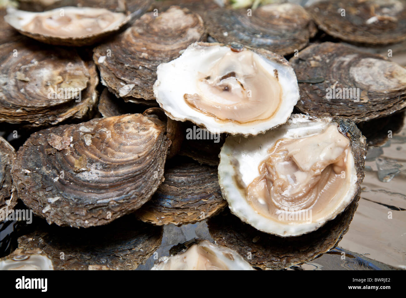 Fresh oysters are laid out on the ice Stock Photo Alamy