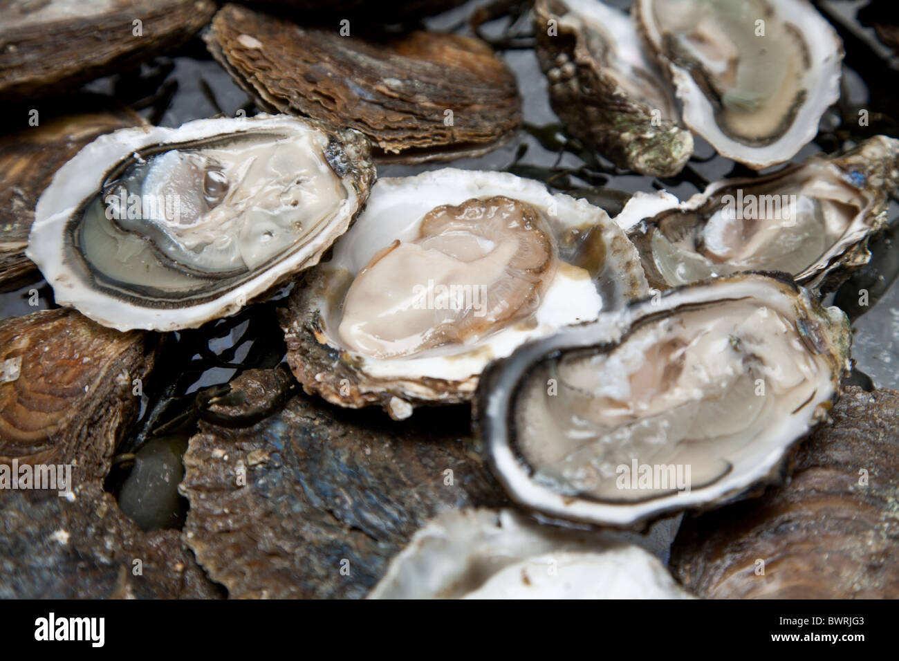Fresh oysters are laid out on the ice. Stock Photo