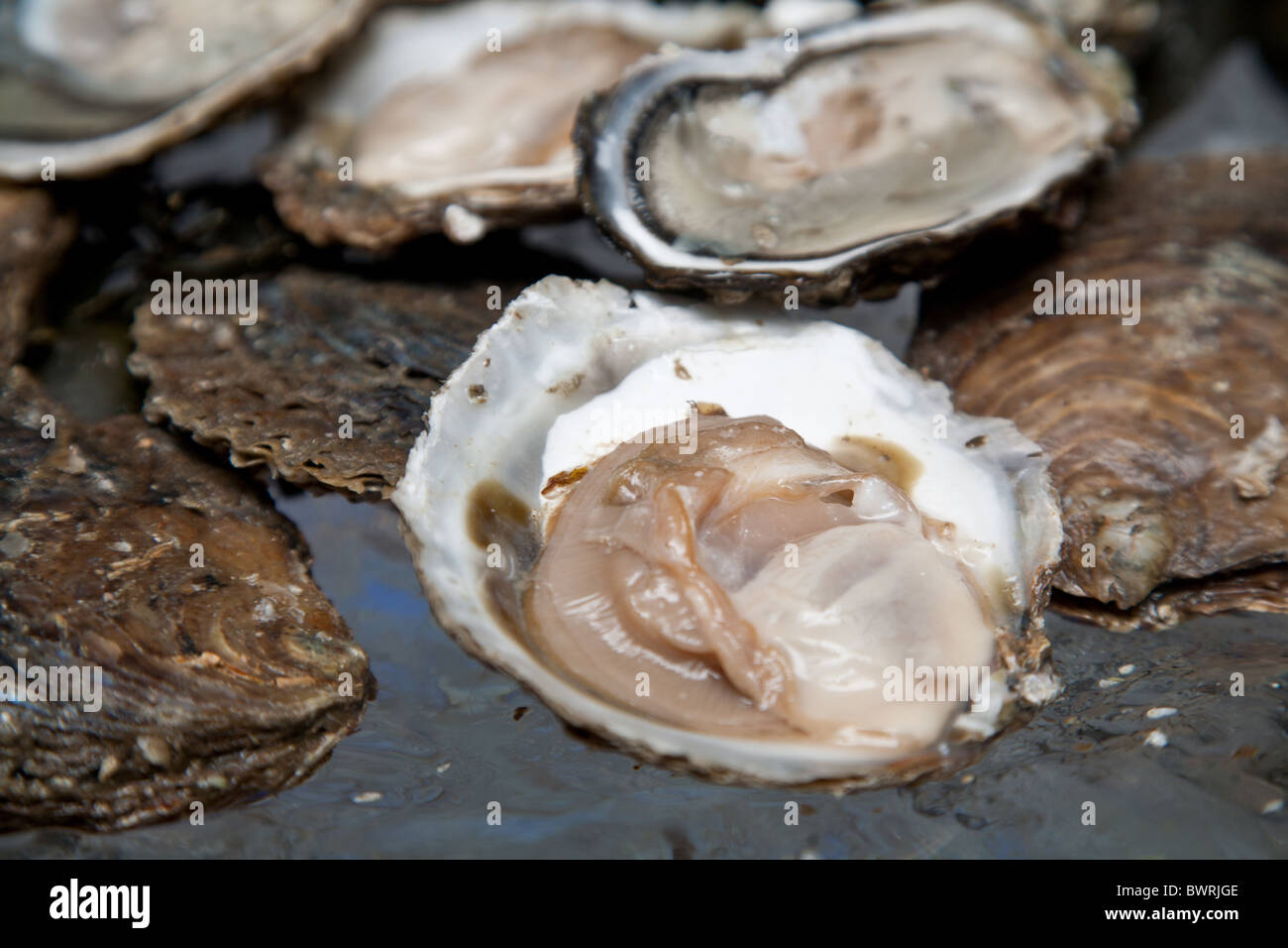 Fresh oysters are laid out on the ice Stock Photo Alamy