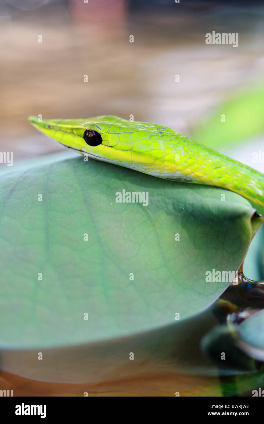 green whipsnake snake Stock Photo