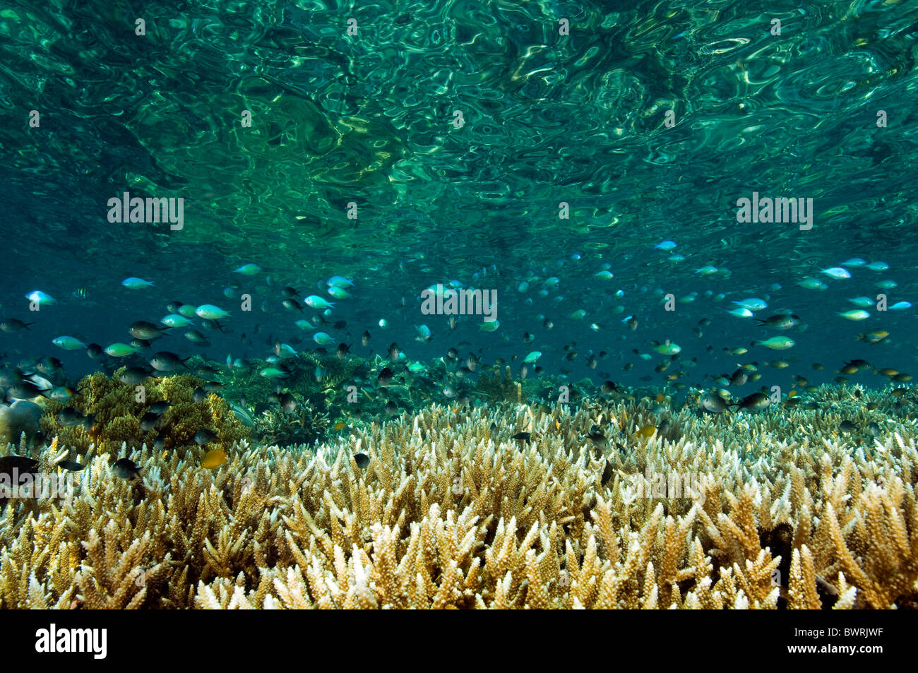 Damsels howering over the branching hardcorals Raja Ampat Indonesia Stock Photo