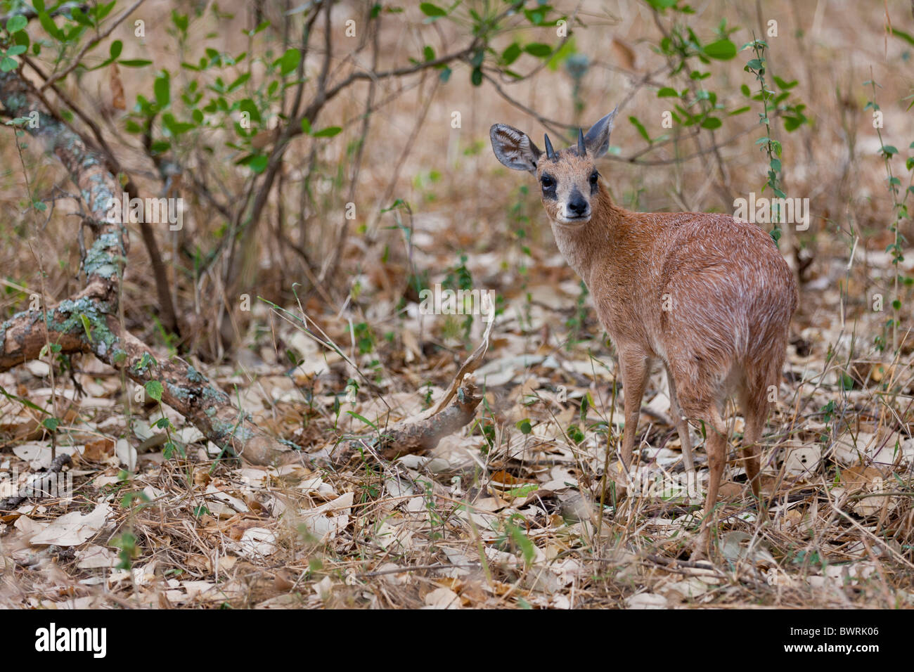 Portrait of Sharpe's grysbok (Raphicerus sharpei) in the bush. The photo was taken in Kruger National Park, South Africa. Stock Photo