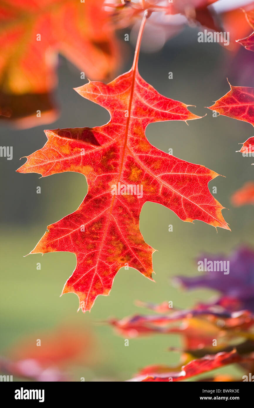 Autumn Leaf of Scarlet Oak Quercus coccinea Stock Photo