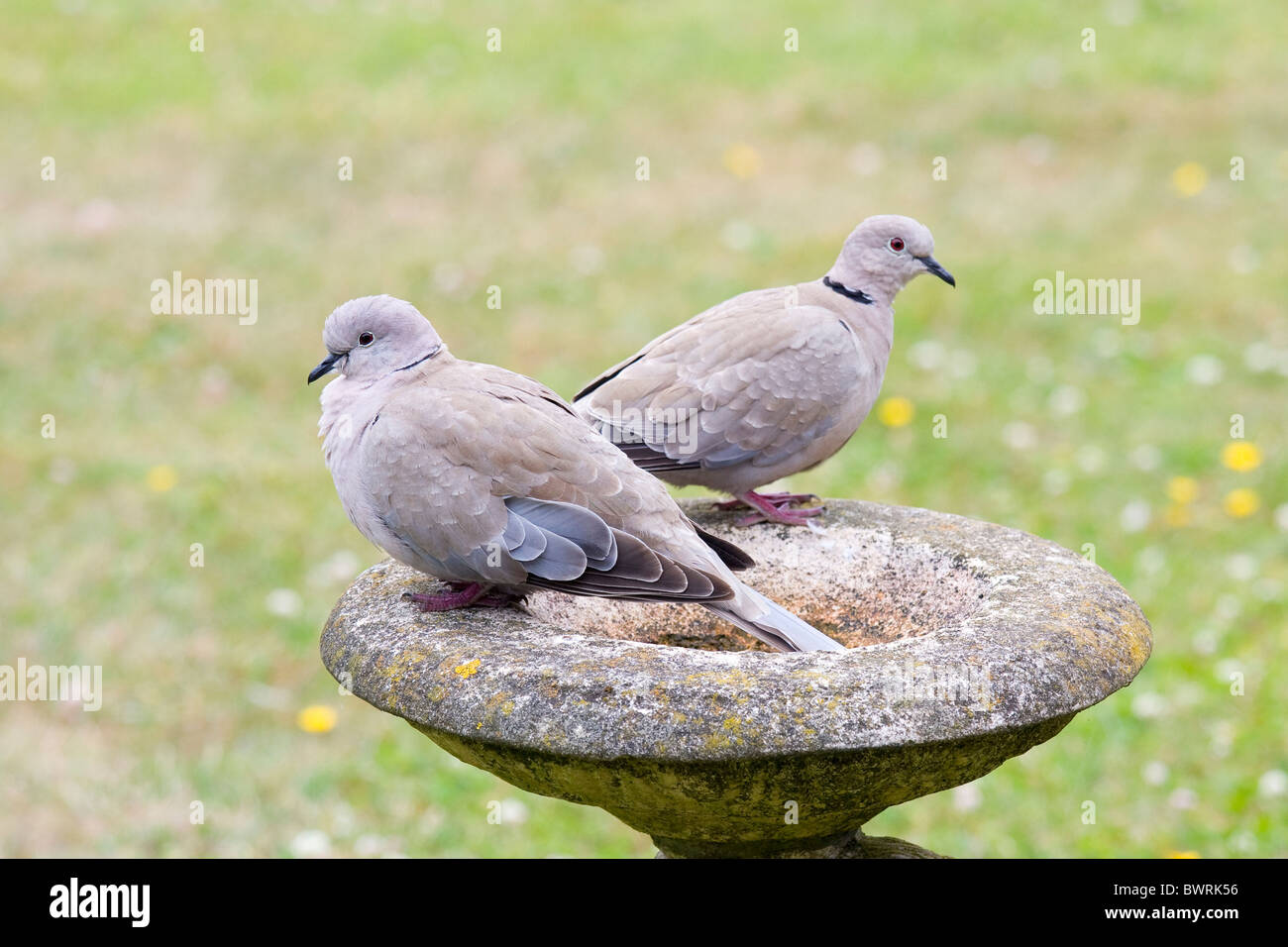 Two Collared Doves on a Stone Birdbath Stock Photo