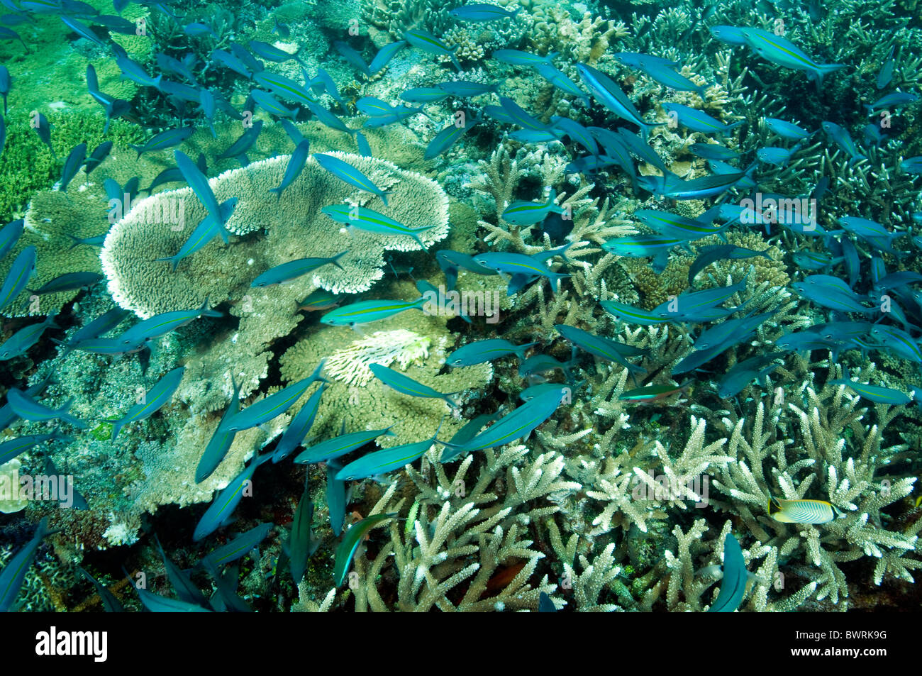 Fusiliers over hard corals Raja Ampat Indonesia Stock Photo