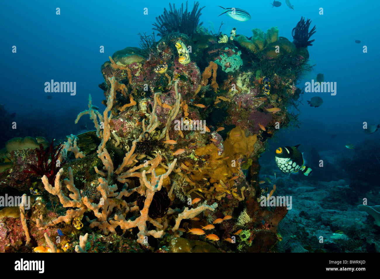 Coral reef scene Raja Ampat Indonesia Stock Photo