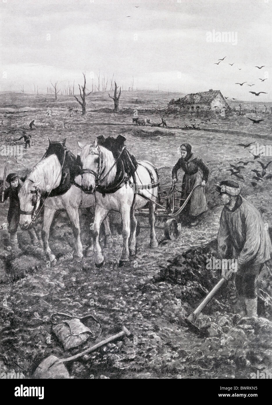 When the armies moved on during the First World War French and Belgian farmers had to start work again in their ruined fields. Stock Photo