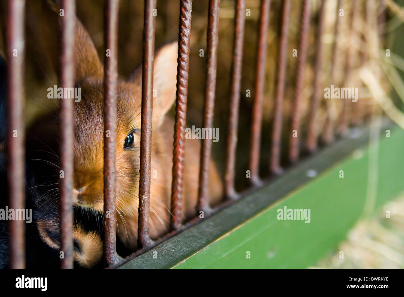 the small rabbit in cage Stock Photo Alamy