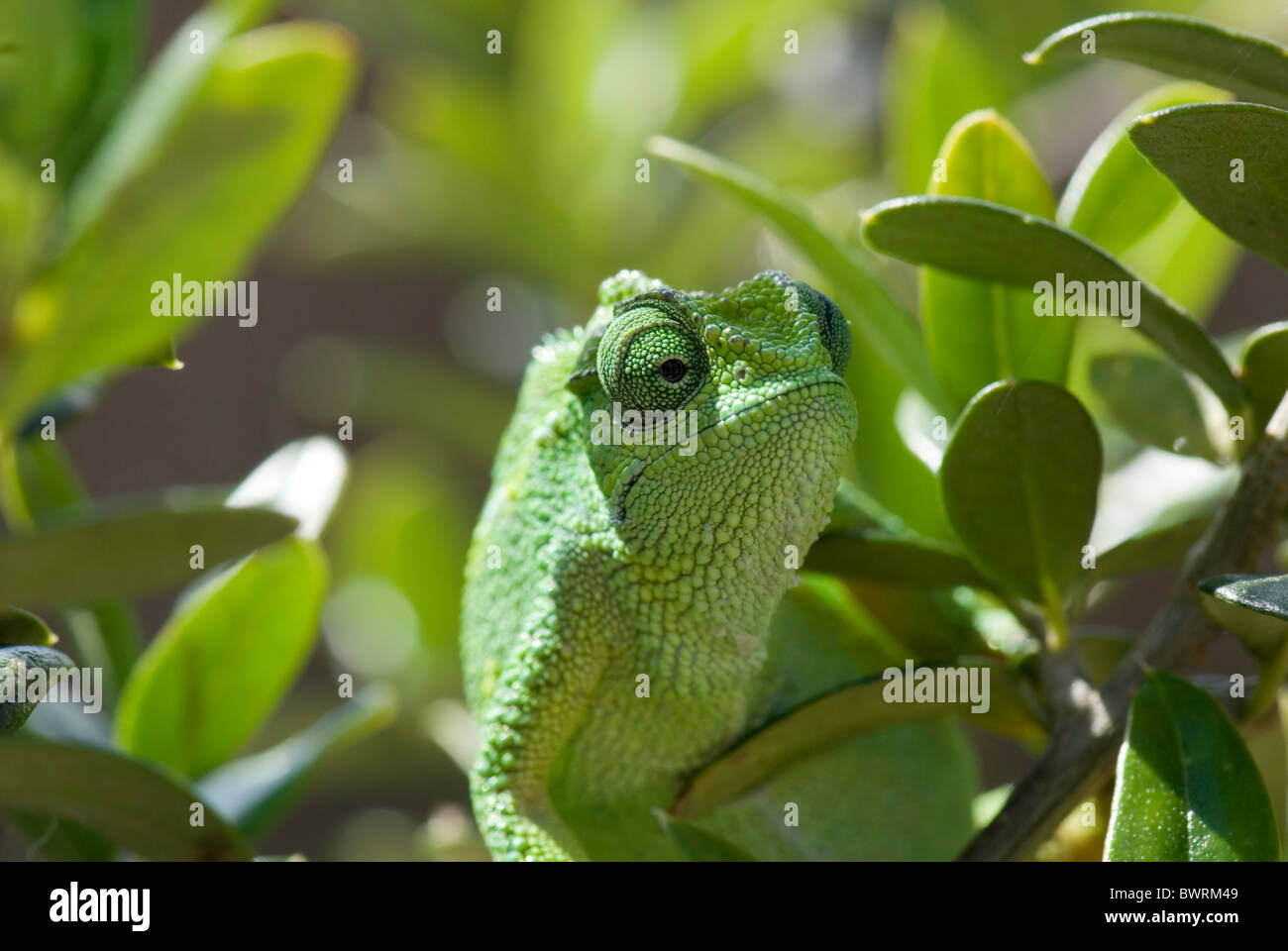 Green chameleon camouflaged against green leaves Stock Photo