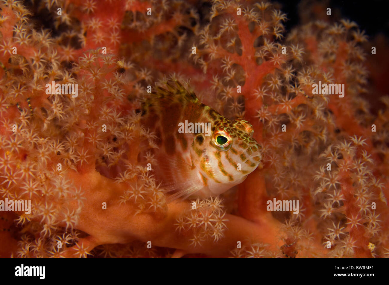 Threadfin hawkfish, Cirrhitichthys aprinus, Raja Ampat Indonesia Stock