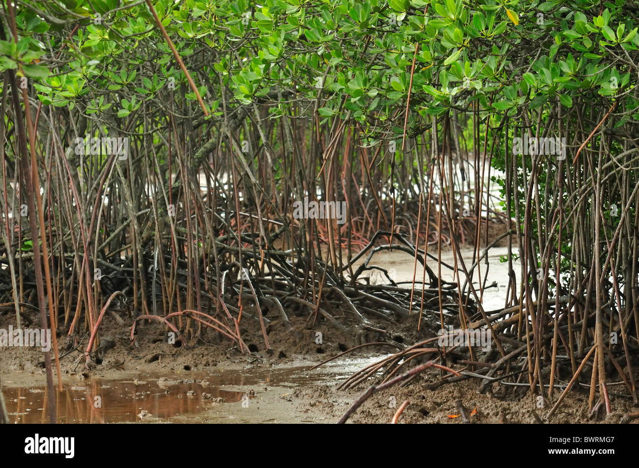 Roots of Avicenna sp., red mangroves, Bali, Indonesia, Asia Stock Photo ...