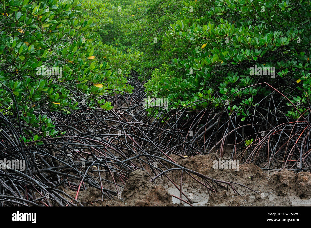 Avicennia Sp High Resolution Stock Photography and Images - Alamy