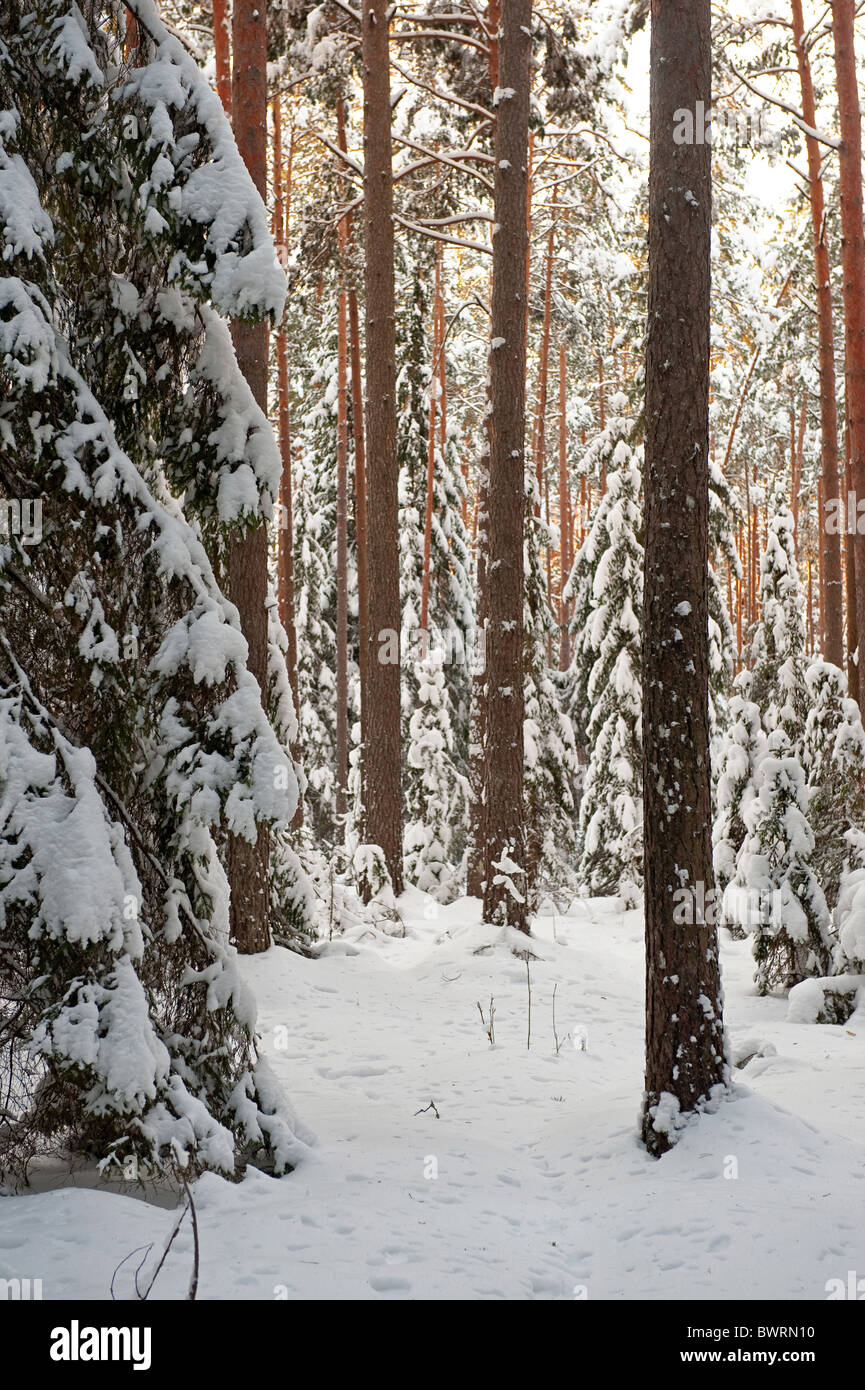 Pine and spruce forest covered by snow Stock Photo - Alamy