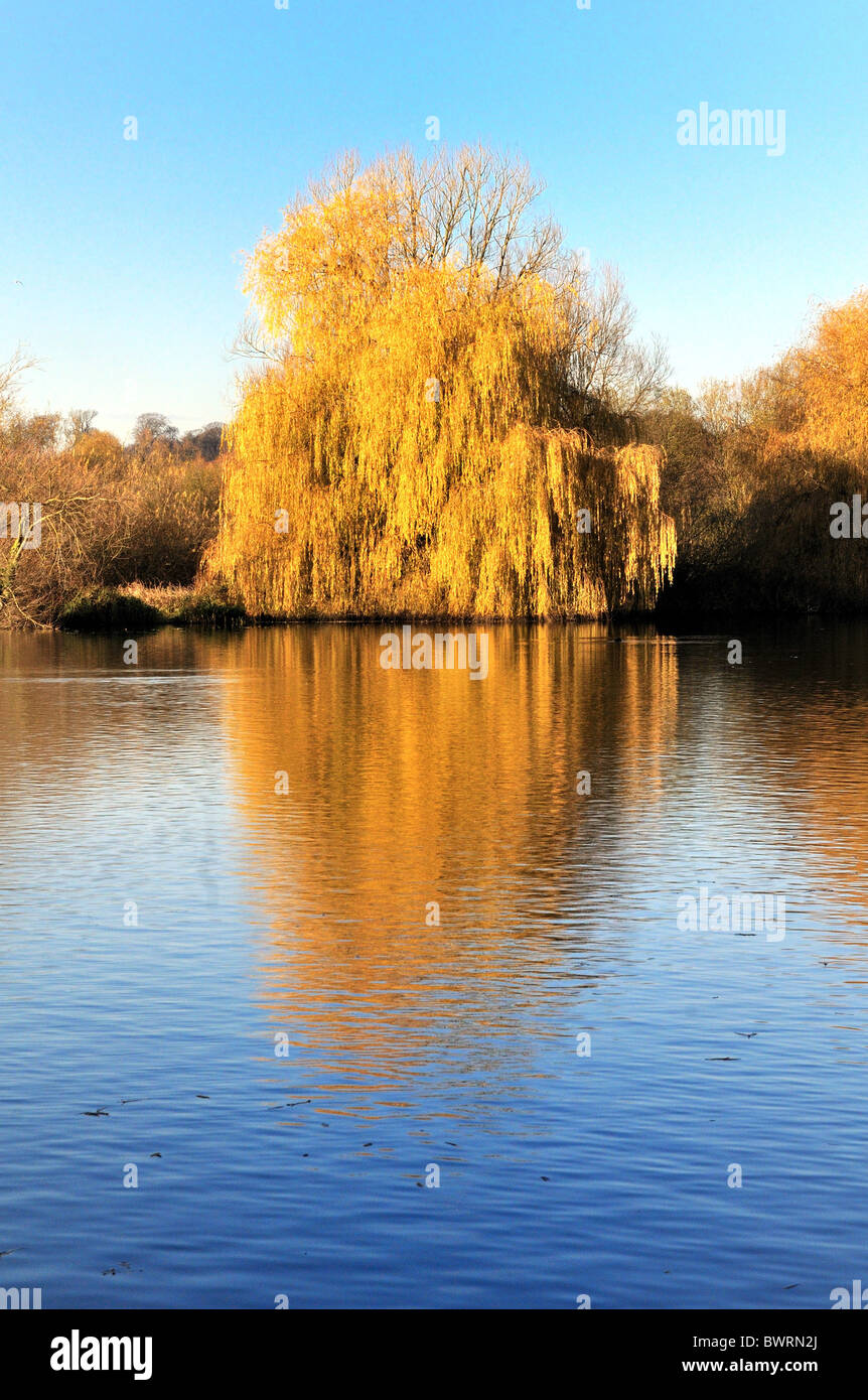 Weeping Willow Tree Autumn Colors By Lakeside Stock Photo Alamy,Daisy Flower