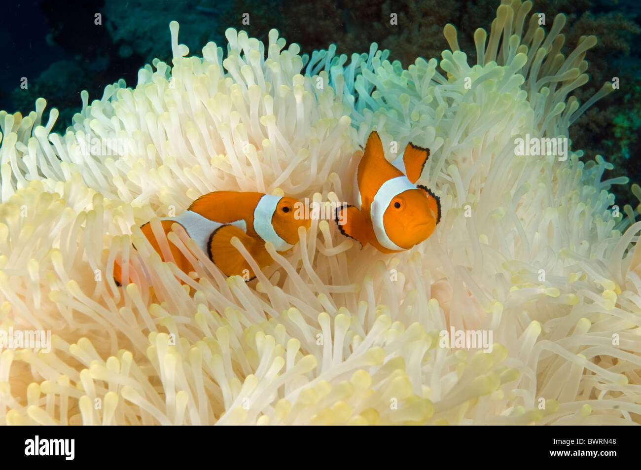 Clownfishes, Amphiprion ocellaris, in a bleached anemone Raja Ampat Indonesia Stock Photo