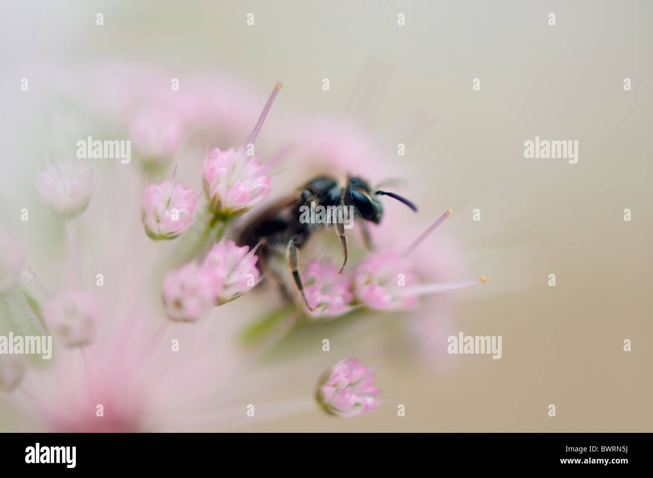 A small bee in an Astrantia major flower head - Masterwort Stock Photo