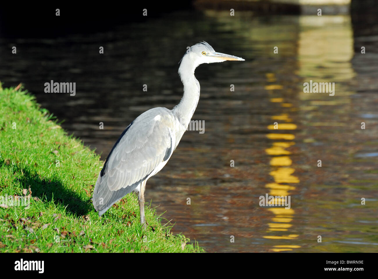 Grey Heron On Waters Hi res Stock Photography And Images Alamy grey-heron-on-waters-hi-res-stock-photography-and-images-alamy