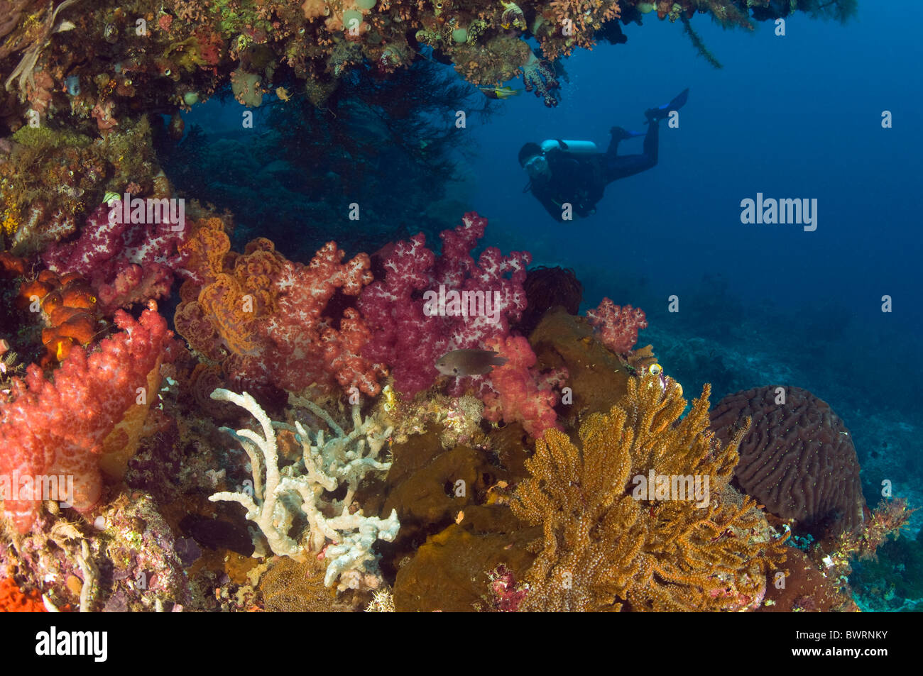Reef scenic Raja Ampat Indonesia Stock Photo