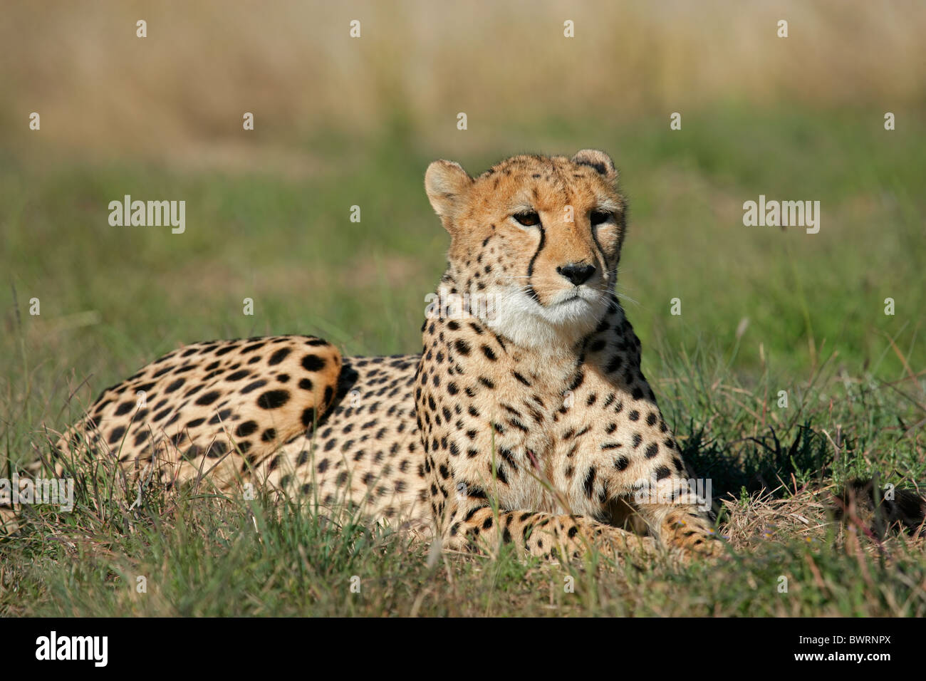 Cheetah (Acinonyx jubatus) lying in the grass, South Africa Stock Photo