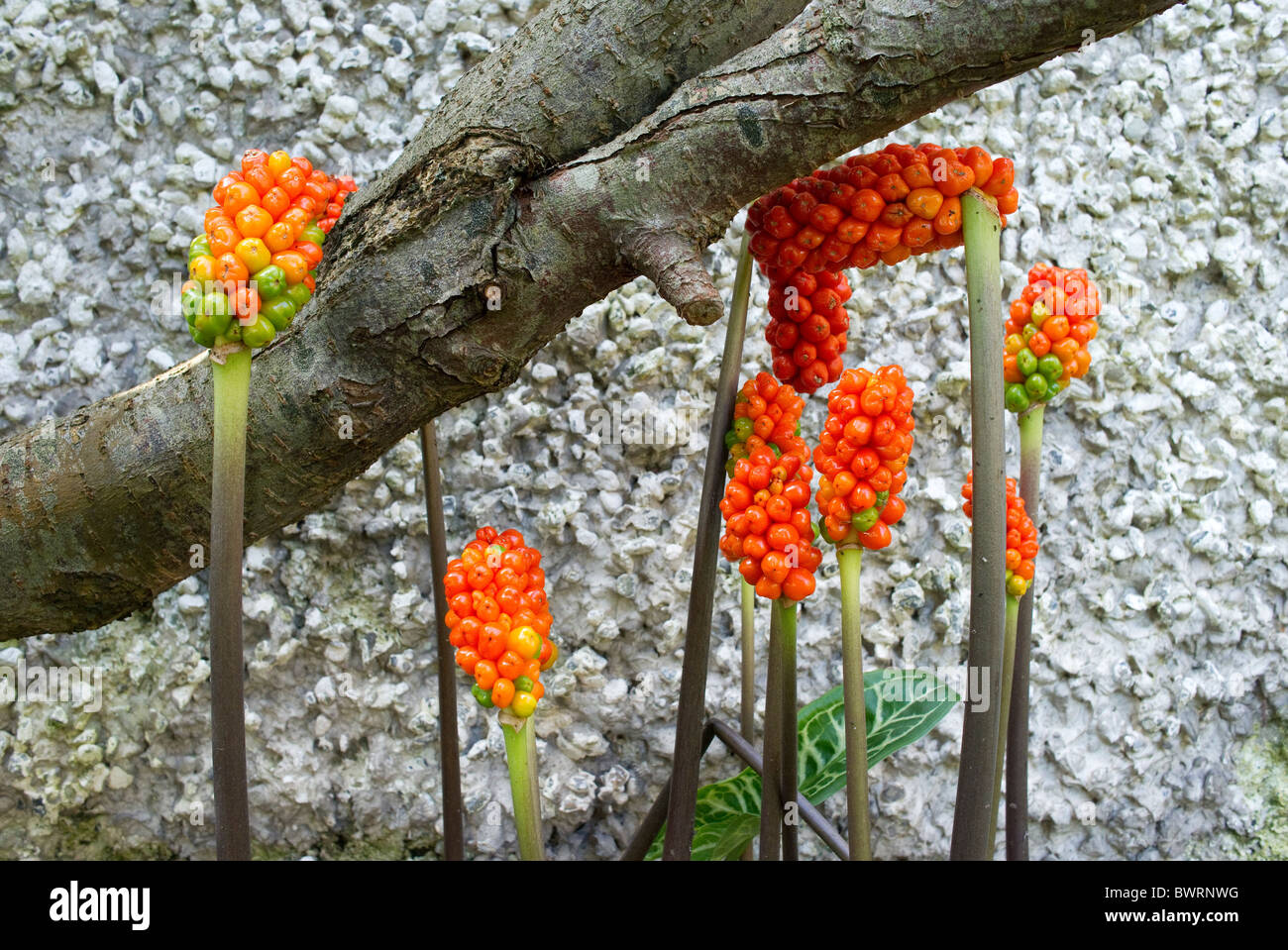 Italian Arum or Lords and Ladies or orange candleflower. Poisonous