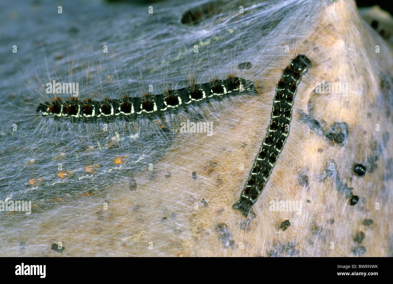 Small Eggar (Eriogaster lanestris), caterpillars outside of their communal cocoon Stock Photo