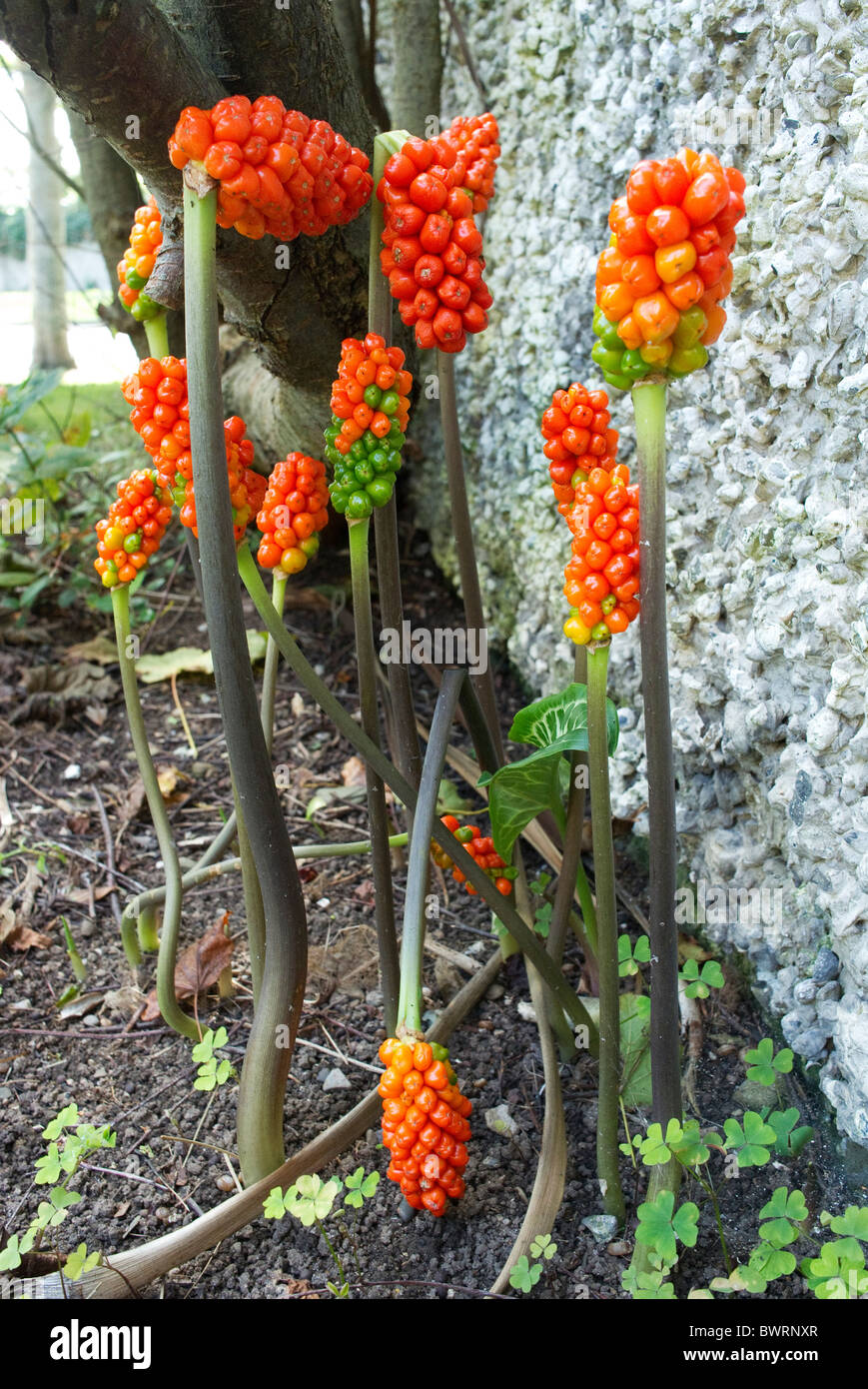 Italian Arum or Lords and Ladies or orange candleflower. Poisonous