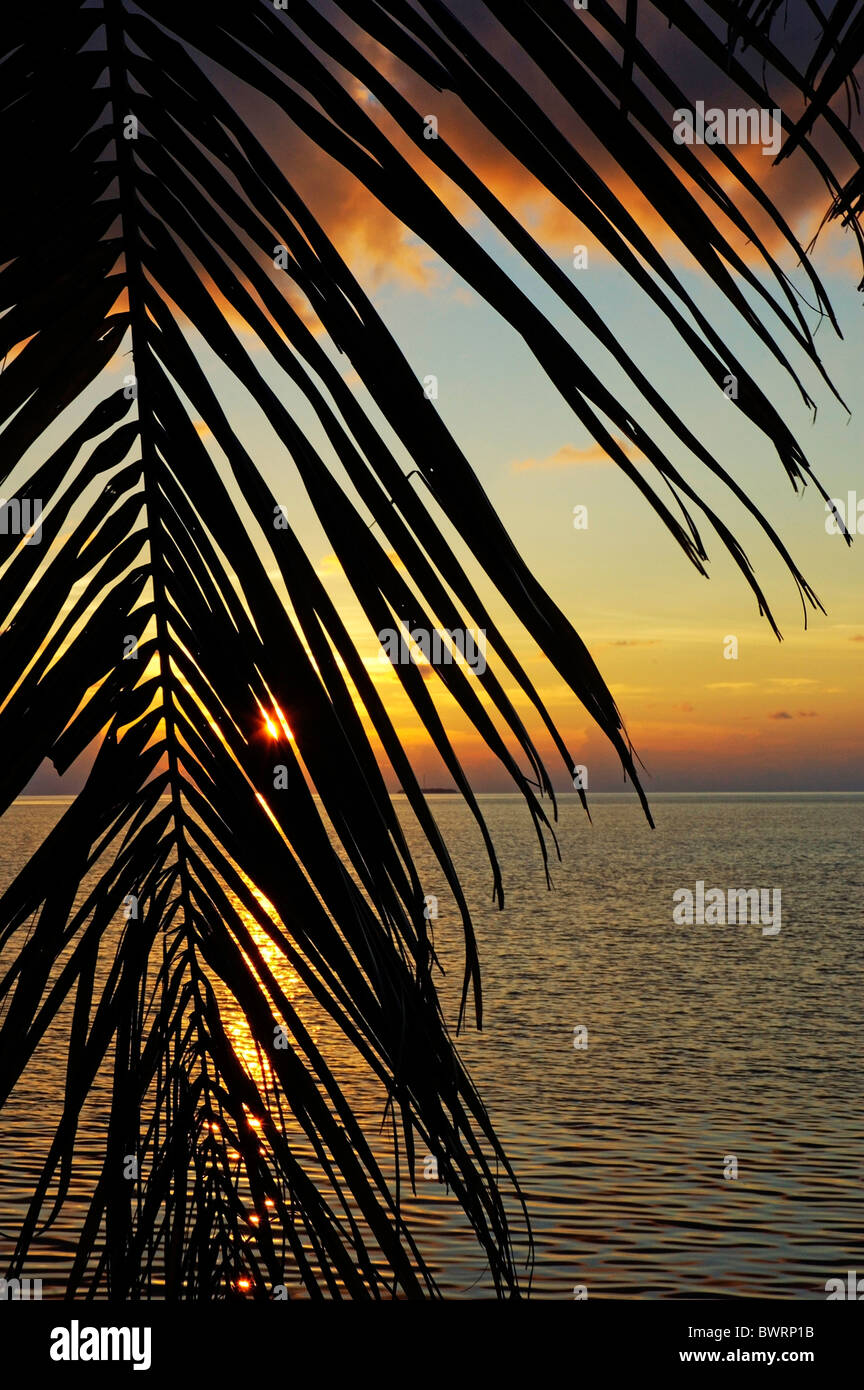 Sunset over the sea seen through a silhouetted coconut palm frond, Maldives. Stock Photo