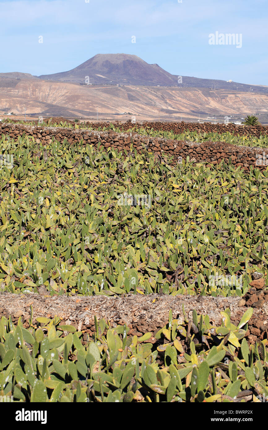Plantation of Prickly Pear (Opuntia ficus-indica), Lanzarote, Canary Islands, Spain, Europe Stock Photo