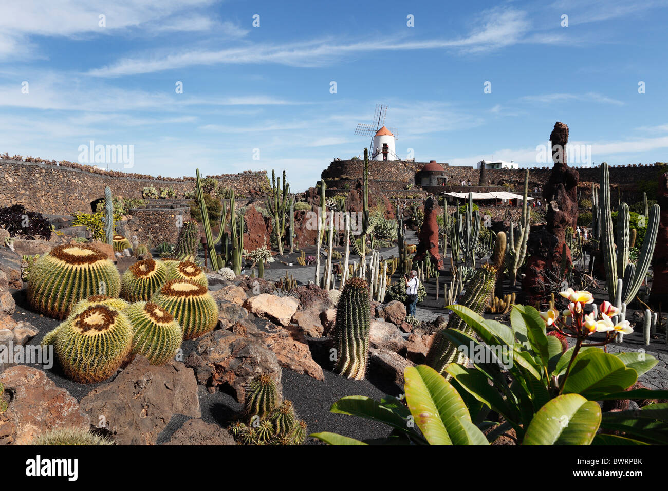 Cactus garden with a windmill, Jardín de cactus, designed by César Manrique, Guatiza, Lanzarote, Canary Islands, Spain, Europe Stock Photo