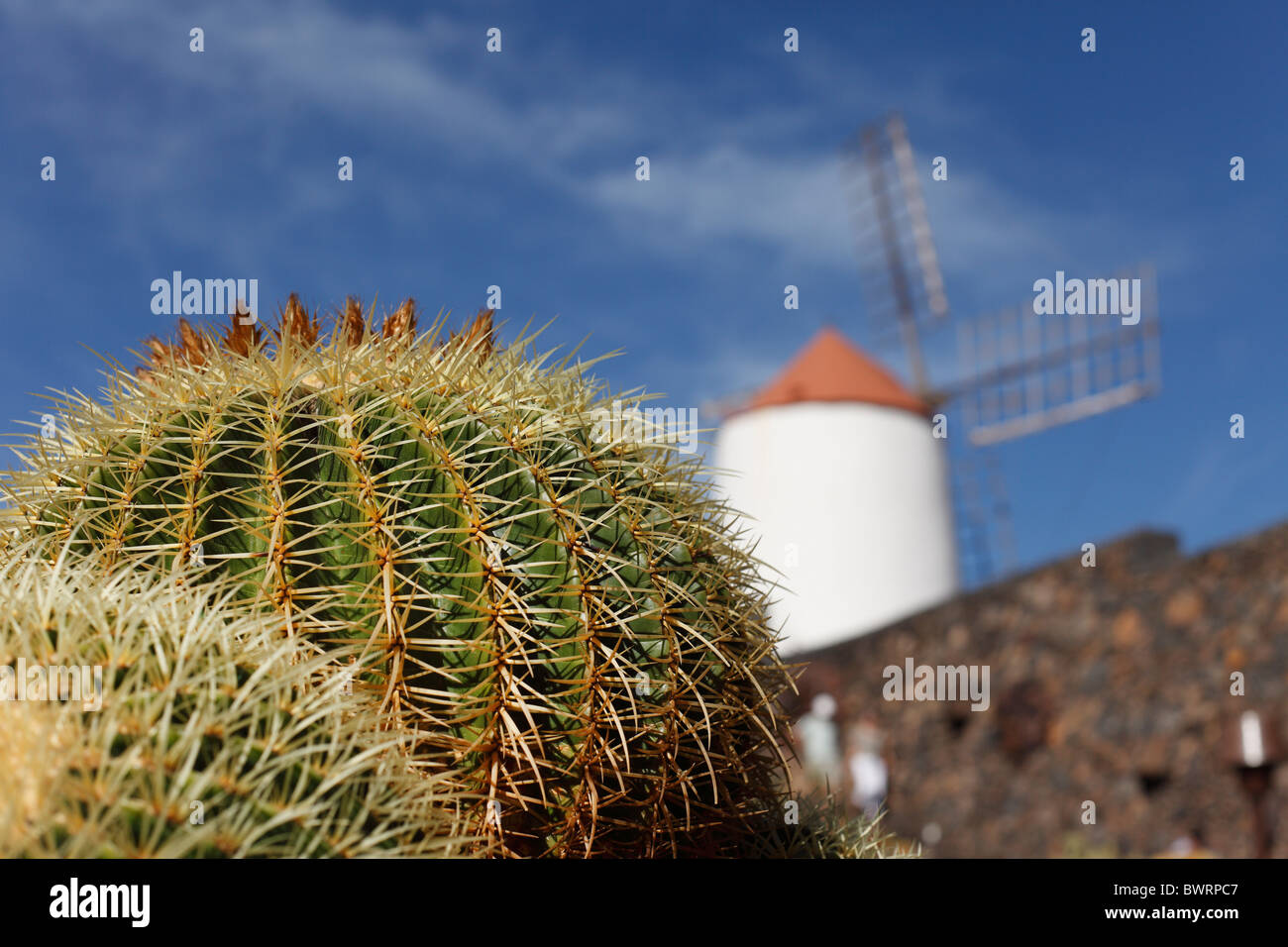 Cactus garden with a windmill, Jardín de cactus, designed by César Manrique, Guatiza, Lanzarote, Canary Islands, Spain, Europe Stock Photo
