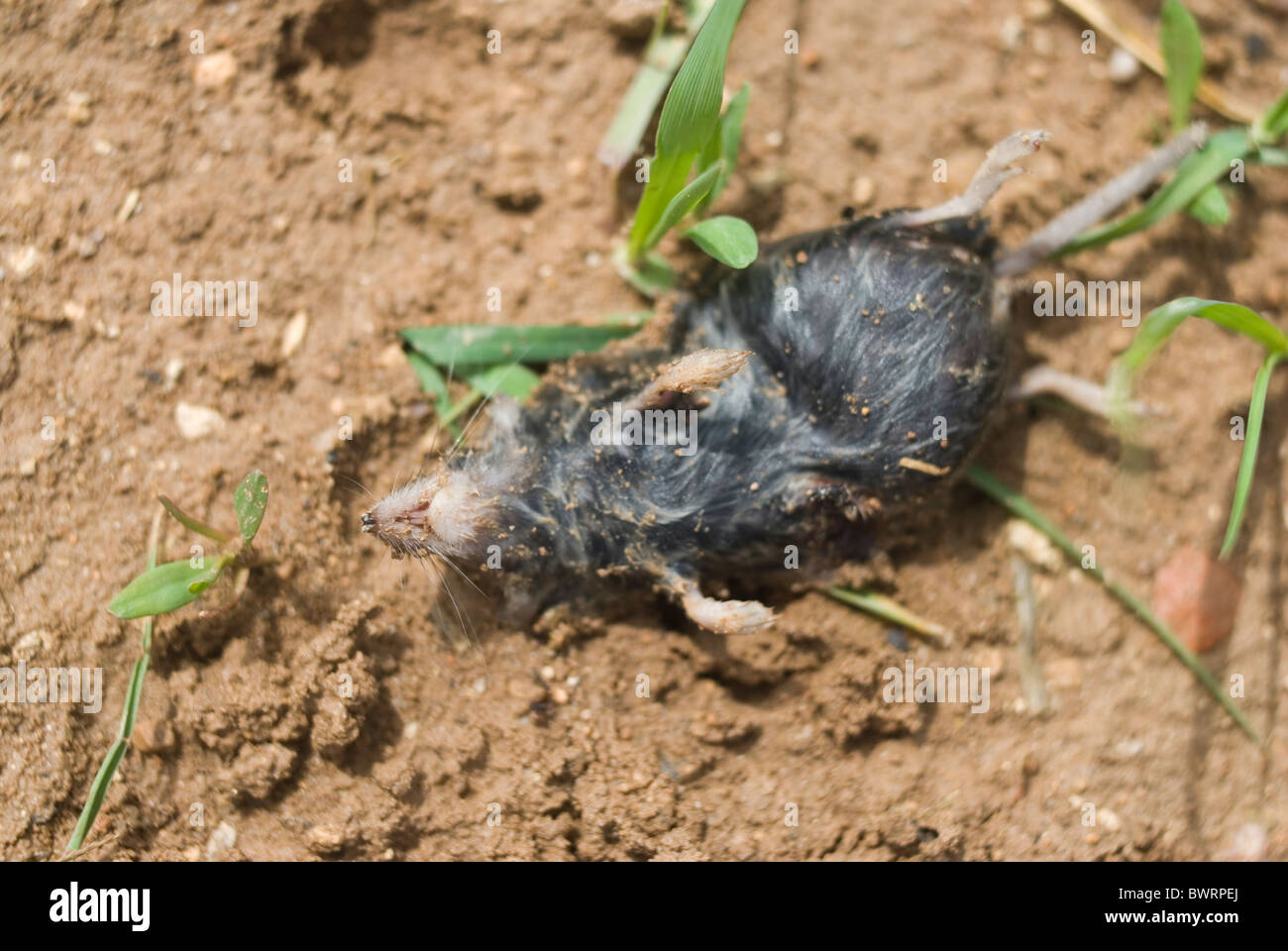Small mole. Alcarria area. Guadalajara province. Castile La Mancha. Spain Stock Photo