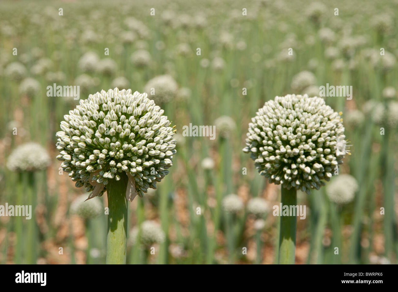 Onion field , Aigre (16140), Charente, France, Europe Stock Photo