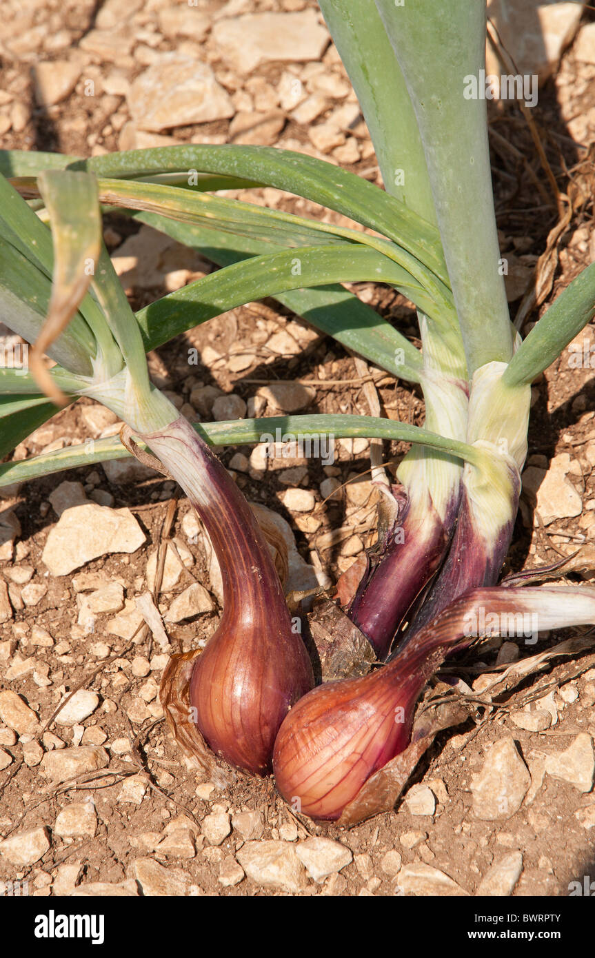 Red onion field hi-res stock photography and images - Alamy