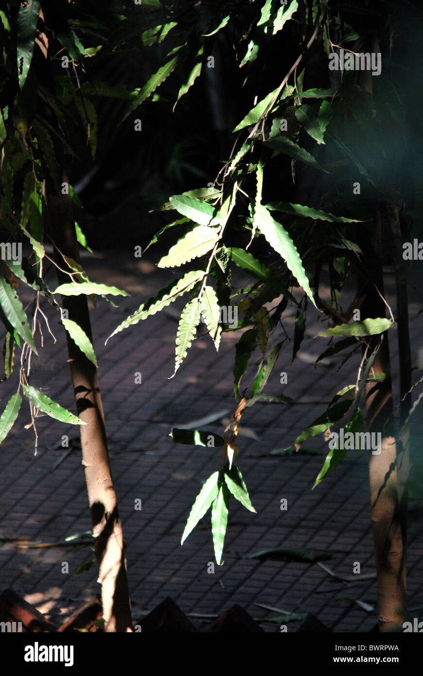 ashoka tree leaf Stock Photo Alamy