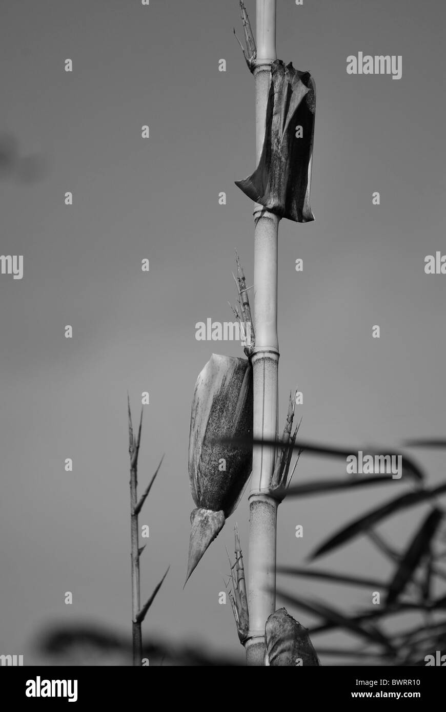 black and white bamboo Stock Photo Alamy
