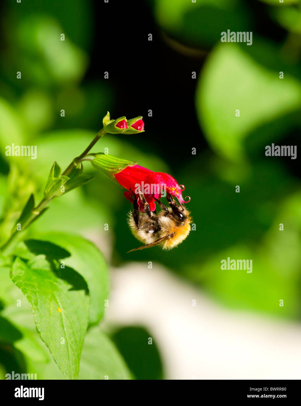 A honey bee collecting pollen Stock Photo - Alamy