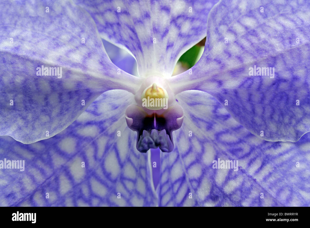 Bloom of an Orchid (Vanda rothschildiana), detail Stock Photo