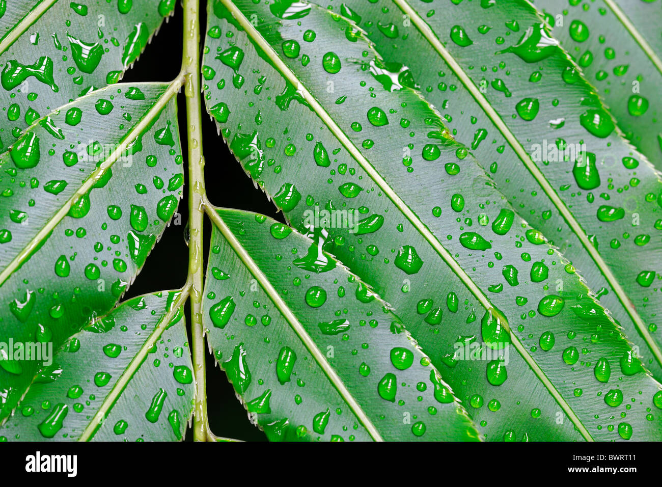 leaves-with-dew-drops-sago-palm-steochaela-tenuifolia-south-africa