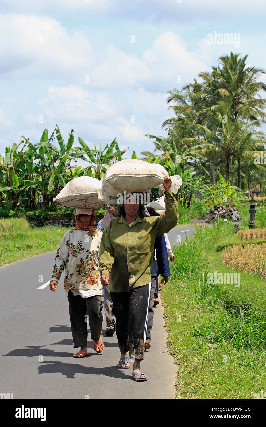 farmers walking home from the rice paddy carrying a bag of rice on