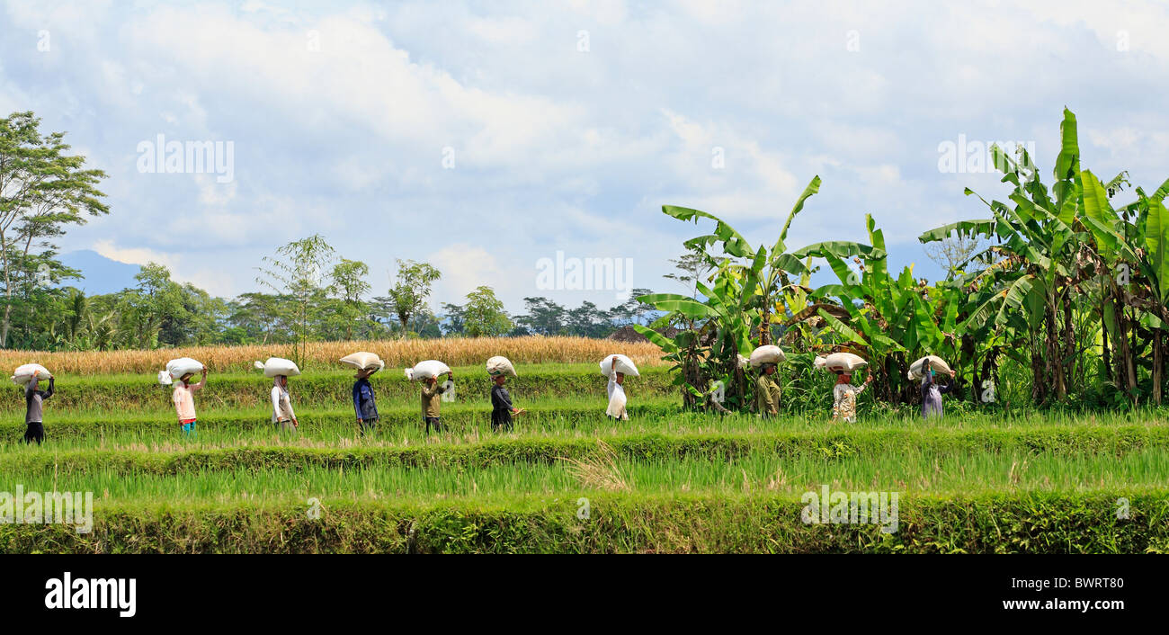 Man carrying rice paddy field hi-res stock photography and images - Alamy