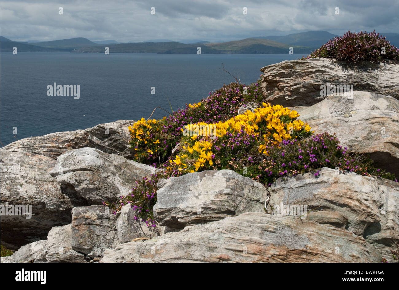 cllose up of gorse and heather on rocks, sheepshead peninsula, west cork, ireland Stock Photo