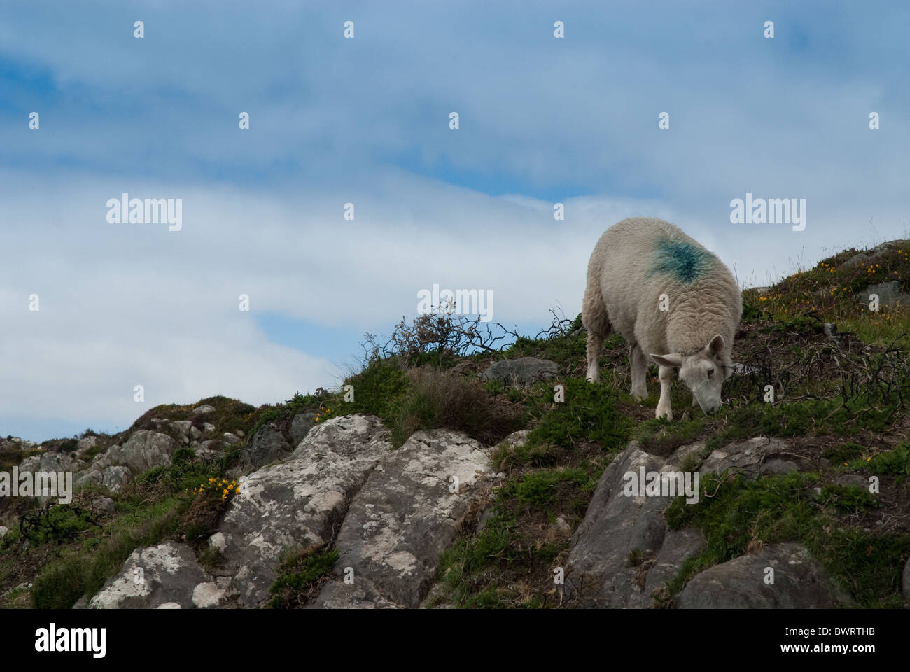 a sheep on headland in west cork, Ireland Stock Photo
