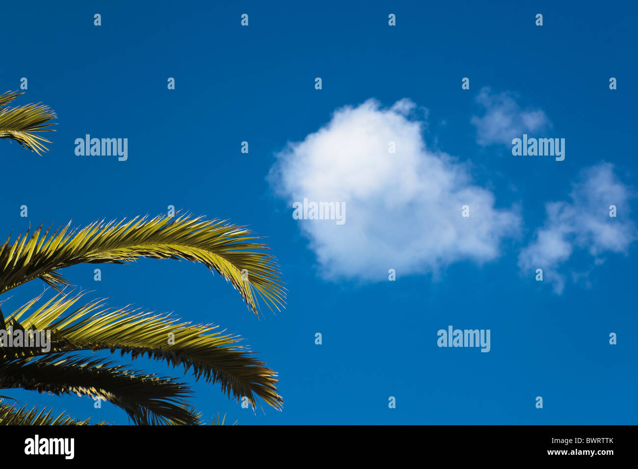 Palm fronds and white cloud against blue sky Stock Photo